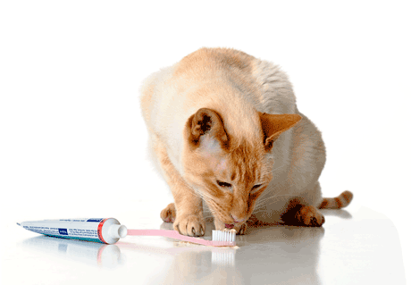 feline dentistry